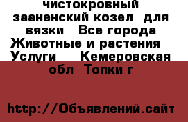 чистокровный зааненский козел  для вязки - Все города Животные и растения » Услуги   . Кемеровская обл.,Топки г.